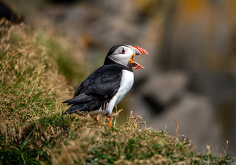 The Atlantic puffin, also known as the common puffin