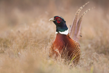 Common pheasant (Phasianus colchius) Ring-necked pheasant in natural habitat, warm background, grassland