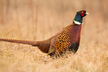 Common pheasant (Phasianus colchius) Ring-necked pheasant in natural habitat, warm background,...