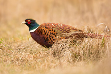 Common pheasant (Phasianus colchius) Ring-necked pheasant in natural habitat, warm background, grassland