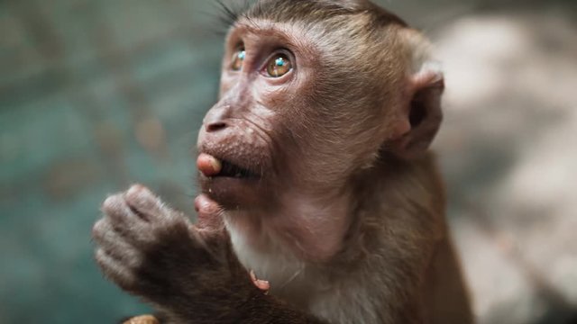 little monkey eats peanuts. Slow Motion 60 fps