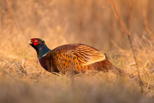 Common pheasant (Phasianus colchius) Ring-necked pheasant in natural habitat, warm background, grassland