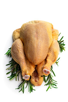 Raw whole corn fed poussin with rosematy leaves isolated on white
