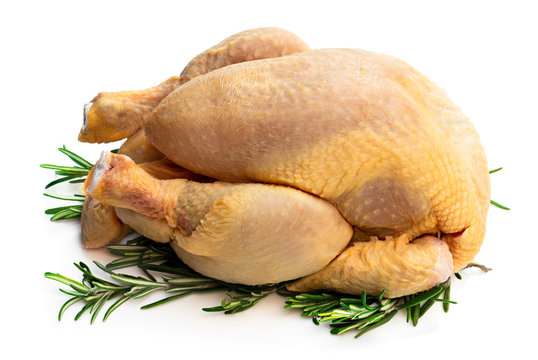 Raw whole corn fed poussin with rosematy leaves isolated on white