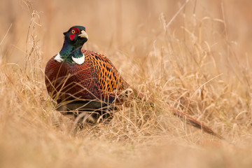 Common pheasant (Phasianus colchius) Ring-necked pheasant in natural habitat, warm background, grassland