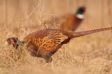 Common pheasant (Phasianus colchius) Ring-necked pheasant in natural habitat, warm background, grassland