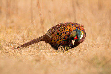 Common pheasant (Phasianus colchius) Ring-necked pheasant in natural habitat, warm background, grassland