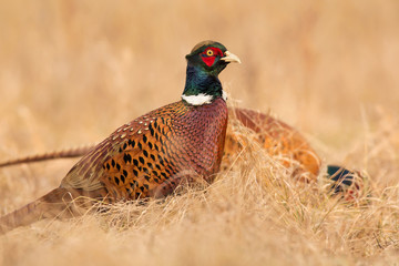 Common pheasant (Phasianus colchius) Ring-necked pheasant in natural habitat, warm background, grassland