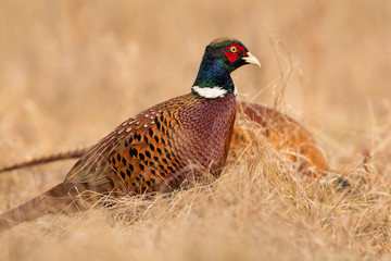 Common pheasant (Phasianus colchius) Ring-necked pheasant in natural habitat, warm background, grassland