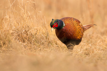 Common pheasant (Phasianus colchius) Ring-necked pheasant in natural habitat, warm background,...