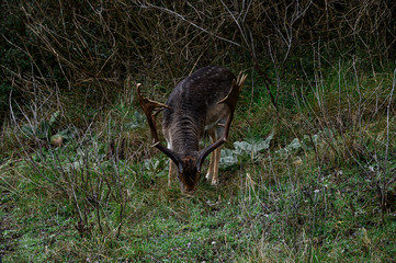 Dammhirsch frisst Gras