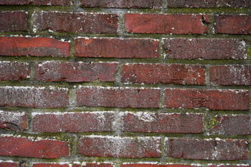 Backsteinwand mit Moos als Designelement oder Hintergrund