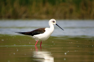 Black-winged stilt (Himantopus himantopus) very long legged wader in the avocet and stilt family (Recurvirostridae), documentary photo of black winged stilt 