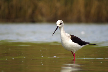 Black-winged stilt (Himantopus himantopus) very long legged wader in the avocet and stilt family (Recurvirostridae), documentary photo of black winged stilt 