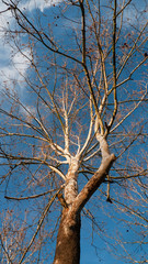 American Sycamore,  Platanus occidentalis, in winter