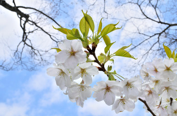 Cherry blossom - Prunus,Cerasus. It is called 