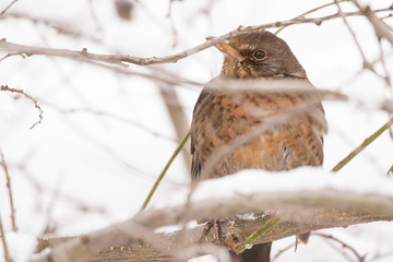 Common blackbird female (Turdus merula) perching in the tree, hiding in the bushes, blackbird on winter snow, common garden and city bird