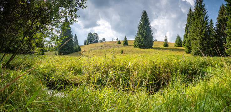 Fichten und Tannen Landschaft im Erzgebirge