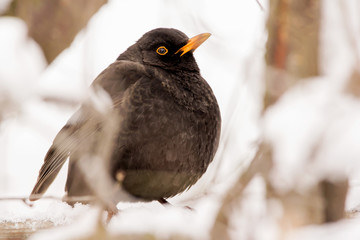 Common blackbird male (Turdus merula) perching in the tree, hiding in the bushes, blackbird on winter snow, common garden and city bird