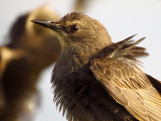 Common starling (Sturnus vulgaris), European starling bird in natural habitat in the fields