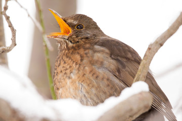 Common blackbird female (Turdus merula) perching in the tree, hiding in the bushes, blackbird on winter snow, common garden and city bird