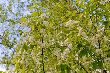 Fototapeta premium Blooming bird cherry branches on a background of blue sky with clouds