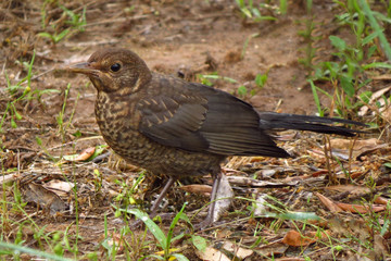 Common blackbird female (Turdus merula) perching in the tree, hiding in the bushes, blackbird on winter snow, common garden and city bird