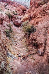 Red slopes of the Altai 
