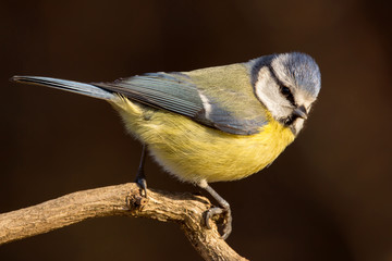 Blue tit (Cyanistes caeruleus) or Eurasian blue tit, small passerine bird in the tit family Paridae. Blue, yellow and white plumage small sized common garden bird.