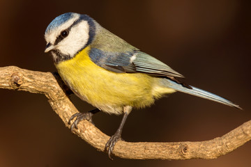 Fototapeta premium Blue tit (Cyanistes caeruleus) or Eurasian blue tit, small passerine bird in the tit family Paridae. Blue, yellow and white plumage small sized common garden bird.