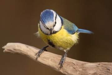 Blue tit (Cyanistes caeruleus) or Eurasian blue tit, small passerine bird in the tit family Paridae. Blue, yellow and white plumage small sized common garden bird.