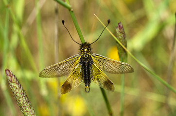Owlfly overview set on a twig with open wings - Libelloides ictericus