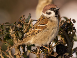 Eurasian tree sparrow (Passer montanus) a passerine bird in the sparrow family Passeridae, with a rich chestnut crown and nape, and a black patch on each pure white cheek
