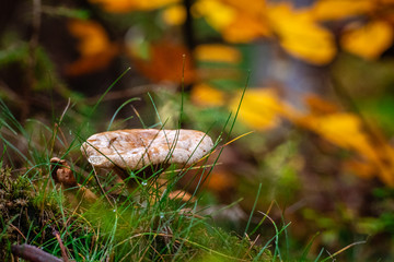Pilz im Gras