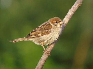 Fototapeta premium Eurasian tree sparrow (Passer montanus) a passerine bird in the sparrow family Passeridae, with a rich chestnut crown and nape, and a black patch on each pure white cheek