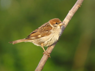 Eurasian tree sparrow (Passer montanus) a passerine bird in the sparrow family Passeridae, with a rich chestnut crown and nape, and a black patch on each pure white cheek