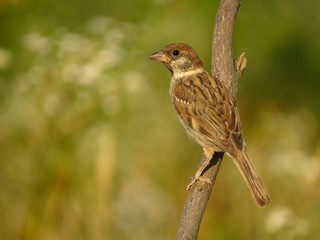 Eurasian tree sparrow (Passer montanus) a passerine bird in the sparrow family Passeridae, with a rich chestnut crown and nape, and a black patch on each pure white cheek
