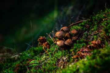 Brauner Pilz auf Moos im Wald