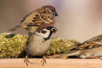 Eurasian tree sparrow (Passer montanus) a passerine bird in the sparrow family Passeridae, with a rich chestnut crown and nape, and a black patch on each pure white cheek