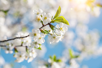 Spring nature background of blooming cherry branches and blue sky