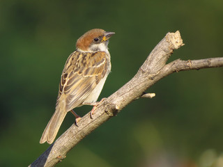 Eurasian tree sparrow (Passer montanus) a passerine bird in the sparrow family Passeridae, with a rich chestnut crown and nape, and a black patch on each pure white cheek