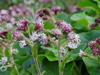 MILAMORES (CENTRANTHUS RUBER) FLORECIENDO EN EL JARDÍN