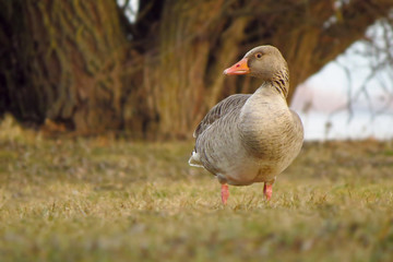Greylag goose (Anser anser) large goose in the waterfowl family Anatidae, genus Anser, geese. It has mottled and barred grey and white plumage and an orange beak and pink legs. A large waterbird of we