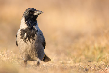 Hooded crow (Corvus cornix) or hoodie, an Eurasian large crow bird species in the Corvus genus, Corvidae family. Widely distributed black and grey crow, also called Scotch crow, Danish crow or mist cr