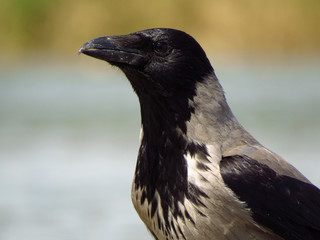 Hooded crow (Corvus cornix) or hoodie, an Eurasian large crow bird species in the Corvus genus, Corvidae family. Widely distributed black and grey crow, also called Scotch crow, Danish crow or mist cr