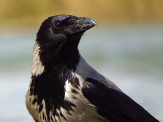 Hooded crow (Corvus cornix) or hoodie, an Eurasian large crow bird species in the Corvus genus, Corvidae family. Widely distributed black and grey crow, also called Scotch crow, Danish crow or mist cr