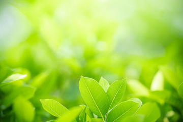 Nature of green leaf in garden at summer. Natural green leaves plants using as spring background cover page greenery environment ecology wallpaper