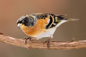 Brambling (Fringilla montifringilla) or cock o' the north or mountain finch in winter snow, finch family Fringillidae, migratory bird with black head, dark upperparts, orange breast and white belly.