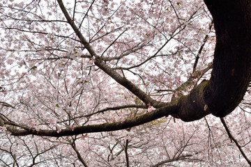 Cherry blossom - Prunus,Cerasus. It is called 