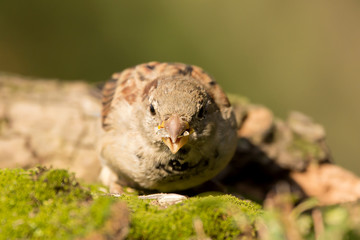 House sparrow (Passer domesticus) or common european sparrow, a bird of the sparrow family...